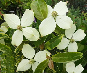 常緑ヤマボウシ 盆栽 植木 Diy 工具の人気商品 通販 価格比較 価格 Com