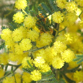 楽天市場 アカシア 植木 ガーデニング 農業 花 ガーデン Diyの通販