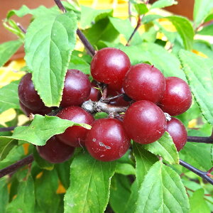 Ǖi؁@~ VEoC@9cm|bgc