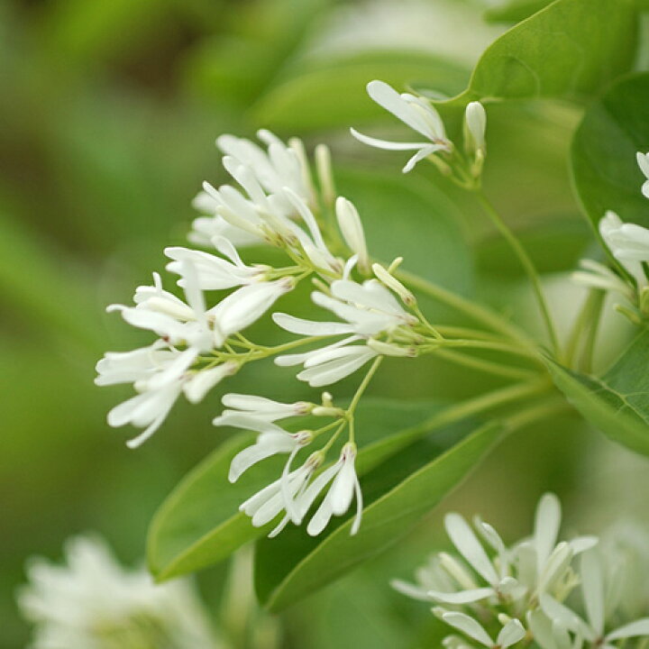 楽天市場 良品庭木 New 一才ヒトツバタゴ ナンジャモンジャ ヒトツバタゴ９ｃｍポット苗 ペットエコ ザガーデン楽天市場店