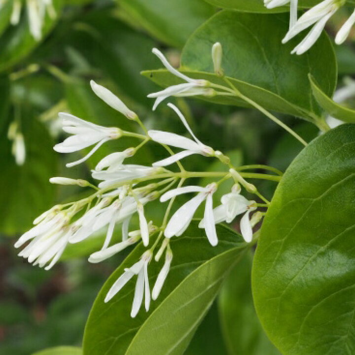 楽天市場 良品庭木 New 一才ヒトツバタゴ ナンジャモンジャ ヒトツバタゴ９ｃｍポット苗 ペットエコ ザガーデン楽天市場店