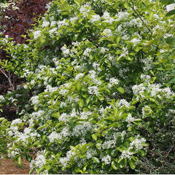 楽天市場 良品庭木 New 一才ヒトツバタゴ ナンジャモンジャ ヒトツバタゴ９ｃｍポット苗 ペットエコ ザガーデン楽天市場店