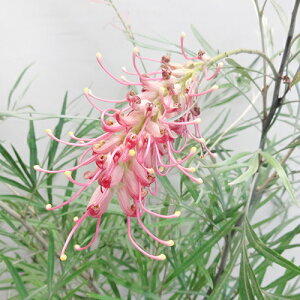 씼vctFA OrA oNV[ 6AiAEgbgj