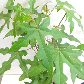 楽天市場 ブラキキトン 花 ガーデン Diy の通販