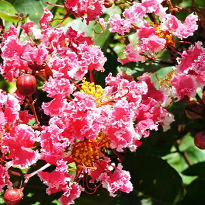 Ǖi؁TXx@yp[~g[XičՂj10D5cm|bgc