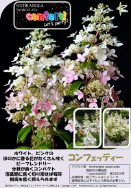 ■良品庭木■NEW!香るピラミッドアジサイ　ノリウツギ　コンフェッティー9～10．5cmポット苗