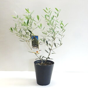 ブランコ 植木 盆栽の人気商品 通販 価格比較 価格 Com