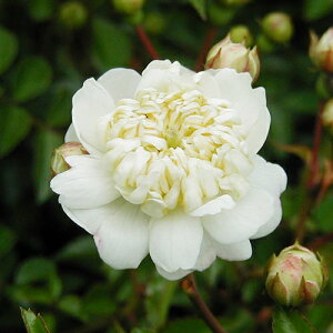 ���~�j�o�����@�����炫 �ɏ��ց@�����炫 ��C�o���@��΂� �o���@12cm�|�b�g�c