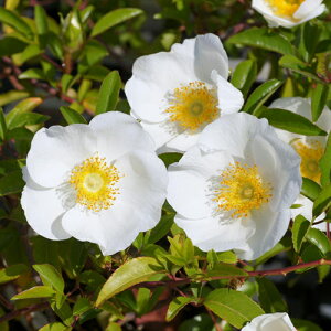 o ΂@ijCo d炫@5`4D5A