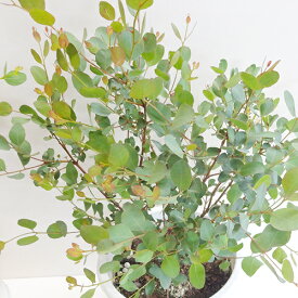 楽天市場 ハートリーフユーカリ ユーカリの通販