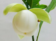 □季節の花木□再入荷！ココ　マグノリア（トキワレンゲ）3号ポット苗