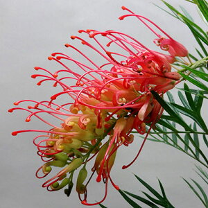 Ǖi؁lCeBu vcOrARRibcACX3`3D5|bgc