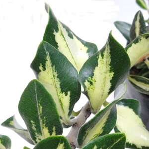 Ǖi؁ lCeBuvc@gVfX sN^X @3D5|bgc