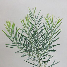 楽天市場 ミモザ 木 鉢植えの通販