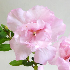 Ǖi؁AUA@\tgsN9`12cm|bgc