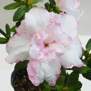Ǖi؁AUAzCgsReB[9`12cm|bgc