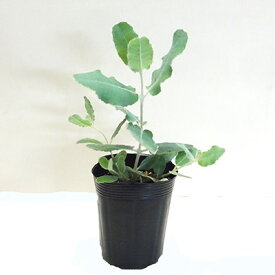 楽天市場 ユーカリ テトラゴナの通販