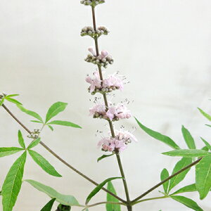 □季節の花木□ 西洋ニンジンボク ピンク花 10.5cmポット苗