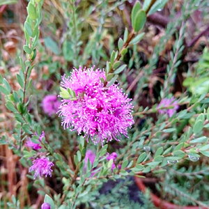 □良品庭木□ ネイティブプランツ メラレウカ コットンキャンディ パープル タイムハニーマータル 3.5号ポット苗