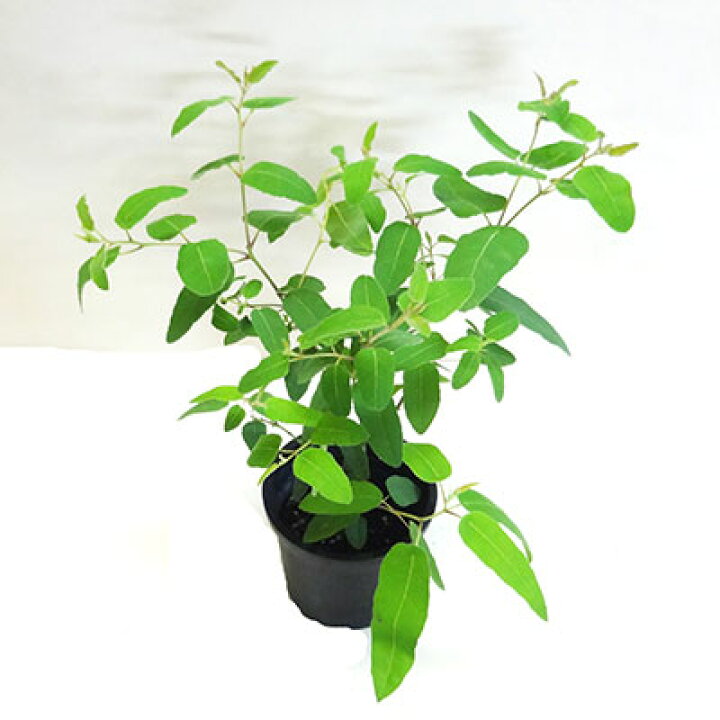 楽天市場 良品庭木 こんもりと茂ったレモンユーカリ4号プラ鉢植え ペットエコ ザガーデン楽天市場店 楽天市場 良品庭木 こんもりと茂ったレモンユーカリ4号プラ鉢植え ペットエコ ザガーデン楽天市場店