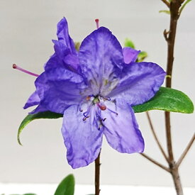 楽天市場 鉢植え 花 植木 ガーデニング 農業 花 ガーデン Diyの通販