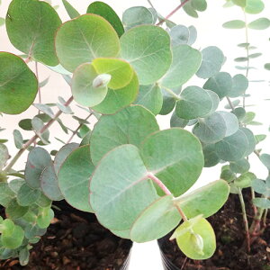 ユーカリ 苗 盆栽 植木の通販 価格比較 価格 Com