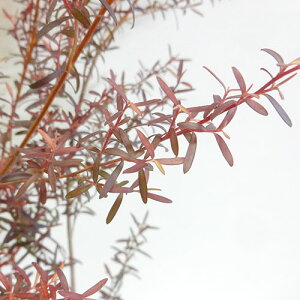 Ǖi؁ lCeBu vc@vgXy} sNVF[h@10D5cm|bgc