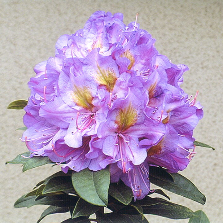 楽天市場 良品庭木 西洋シャクナゲアメジスト平野農園オリジナル品種４ ４ ５号ポット苗 ペットエコ ザガーデン楽天市場店