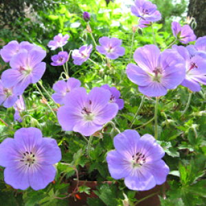 CMX@BLOOMS̏h Qj[@UlC 9cm|bgc