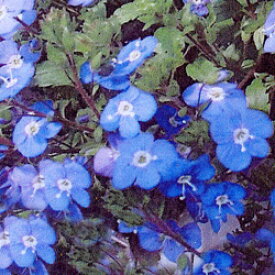 ■宿根草■　青紫色の花が鮮やか！　ベロニカ　オックスフォードブルー9～10.5cmポット苗