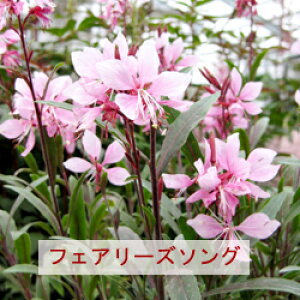 hRpNgKE@tFA[Y\O9cm|bgc