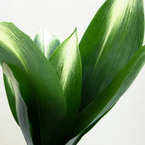 hVF[hK[fɔt(n)@ATq18cmA