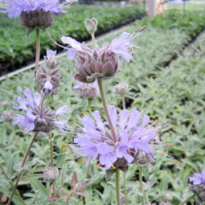 hTrA@N׃fBNxgZ[W10D5cm|bgc