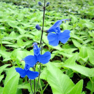 hTrA@TMb^^10D5cm|bgc