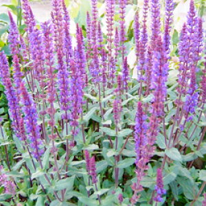 hTrA@l[T@Jhi 10D5cm|bgc