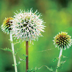 h GLmvX A[NeBbNO[ 10D5cm|bg