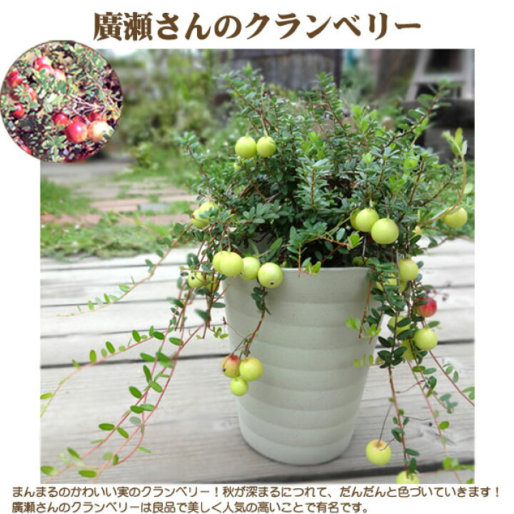 楽天市場 良品花壇苗 実付き廣瀬さんの クランベリー ツルコケモモ4 5号鉢植え 8 22現在実は色づき始めです ペットエコ ザガーデン楽天市場店 楽天市場 良品花壇苗 実付き廣瀬さんの クランベリー ツルコケモモ4 5号鉢植え 8 22現在実は色づき始めです ペットエコ ザガーデン楽天市場店