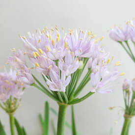 楽天市場 切り花 種類 植物 アリウム の通販