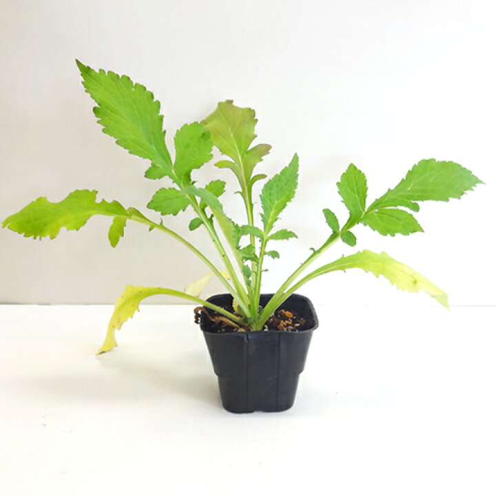 楽天市場 宿根草苗 パトリニア プンクティフローラ１０ ５ｃｍポット苗 ペットエコ ザガーデン楽天市場店