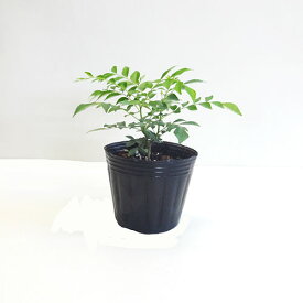 □季節のハーブ苗□カレーリーフ3号ポット苗