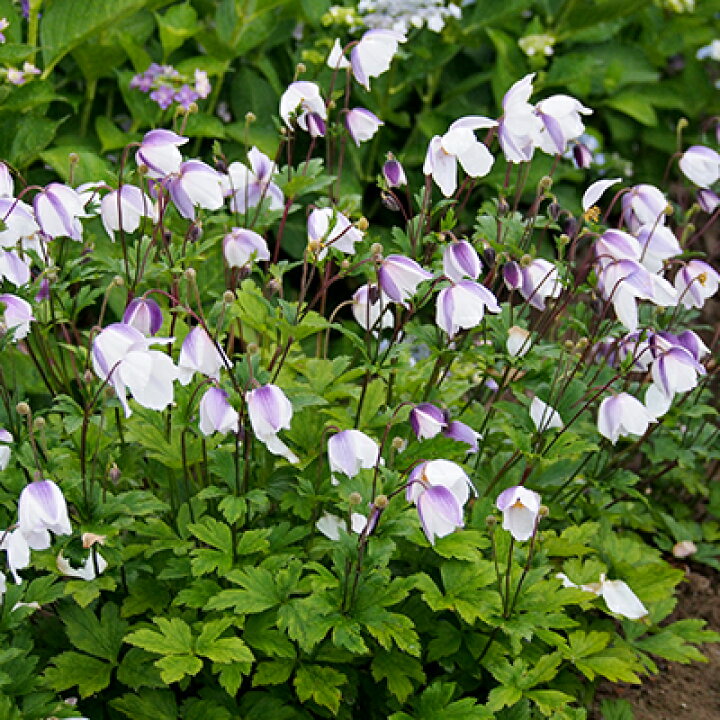 楽天市場 宿根草 二期咲き性アネモネ ワイルドスワン10 5cmポット苗 ペットエコ ザガーデン楽天市場店 楽天市場 宿根草 二期咲き性アネモネ ワイルドスワン10 5cmポット苗 ペットエコ ザガーデン楽天市場店