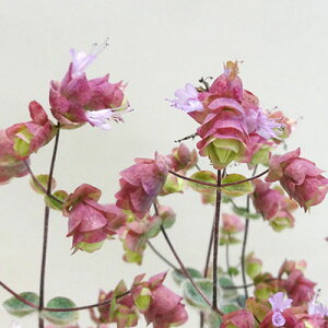 hc IKm fBN^iX 10D5cm|bgc