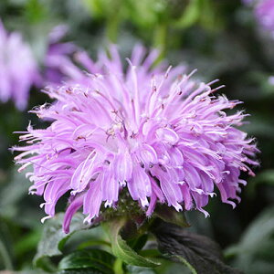 ベルガモット 苗の人気商品 通販 価格比較 価格 Com