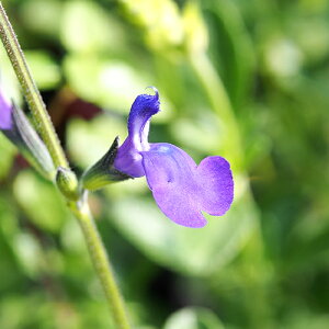 苗 チェリーセージ Diy 工具の人気商品 通販 価格比較 価格 Com