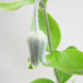 ■宿根草■大木ナーセリーさんの　クレマチス　coactilis実生苗3．5号プラ鉢植え