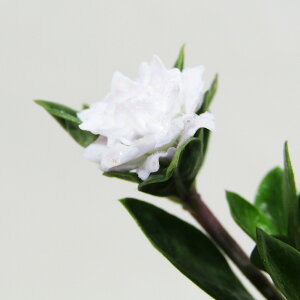 R쑐 d炫ԃnN`EQ 10D5cm|bgc