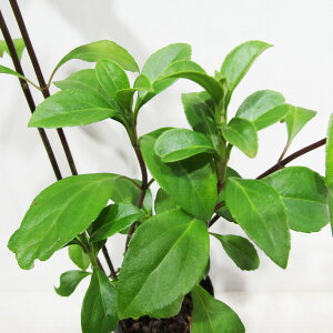 h gLtWoJ} Փ [pgE 9cm|bgc