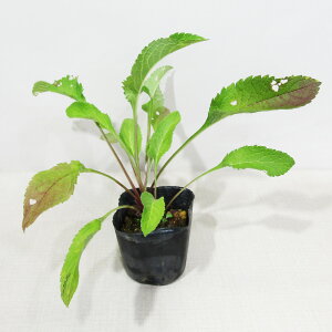 Ă̎R쑐 ݂ȂiYԁj 9cm|bgc