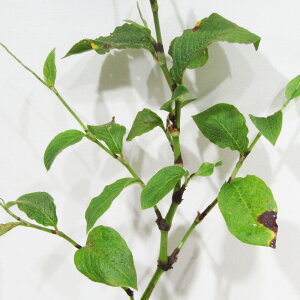 Ă̎R쑐 M~YqL 9cm|bgc