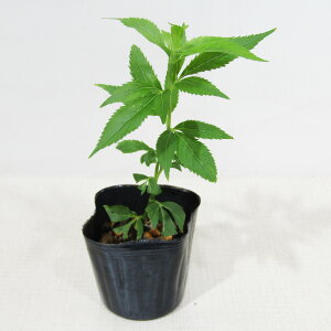 Ă̎R쑐 ԃtWoJ} 9cm|bgc